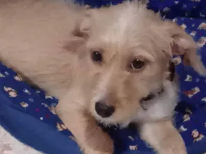 Cachorro raça SRD-ViraLata idade 2 a 6 meses nome Cleiti