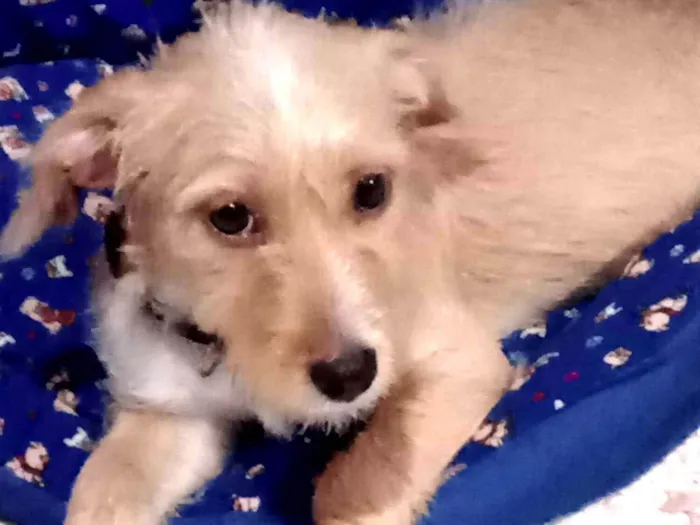 Cachorro raça SRD-ViraLata idade 2 a 6 meses nome Cleiti