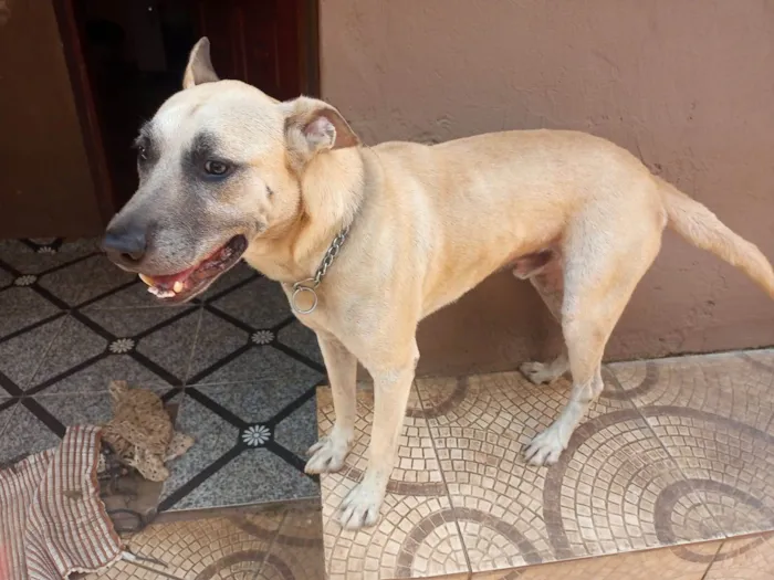 Cachorro ra a SRD-ViraLata idade 3 anos nome Lion