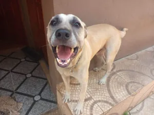 Cachorro raça SRD-ViraLata idade 3 anos nome Lion