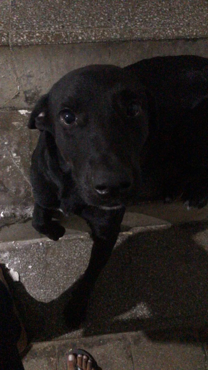 Cachorro ra a Labrado raciado  idade 2 anos nome Thor 