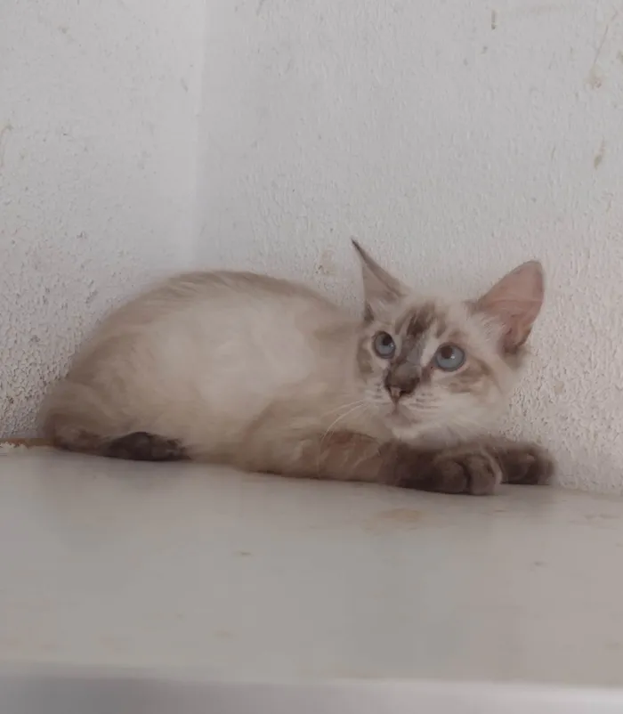 Gato ra a SRD idade 2 a 6 meses nome FREDERICO