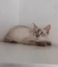 FREDERICO