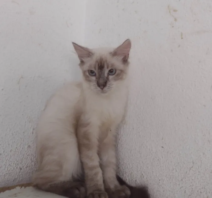 Gato ra a SRD idade 2 a 6 meses nome FREDERICO