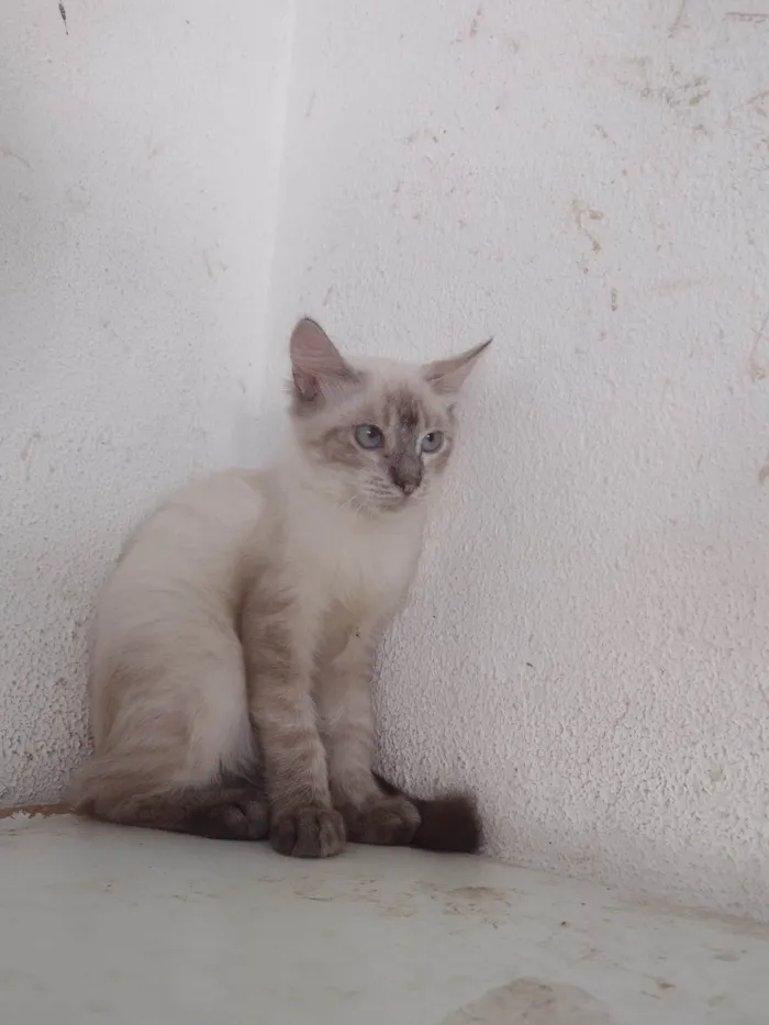Gato ra a SRD idade 2 a 6 meses nome FREDERICO