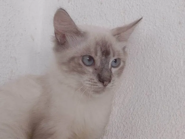 Gato ra a SRD idade 2 a 6 meses nome FREDERICO