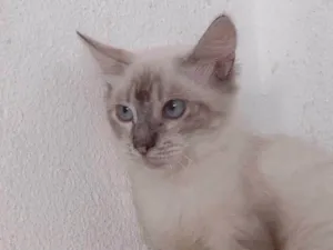 Gato raça SRD idade 2 a 6 meses nome FREDERICO