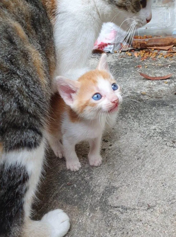 Gato ra a SRD-ViraLata idade 2 a 6 meses nome Ainda sem nomes 