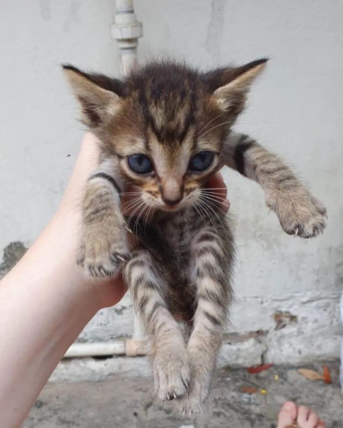 Gato ra a SRD-ViraLata idade 2 a 6 meses nome Ainda sem nomes 