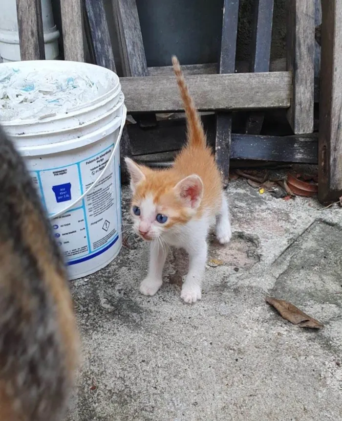 Gato ra a SRD-ViraLata idade 2 a 6 meses nome Ainda sem nomes 