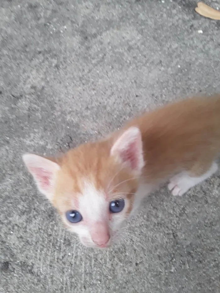 Gato ra a SRD-ViraLata idade 2 a 6 meses nome Ainda sem nomes 