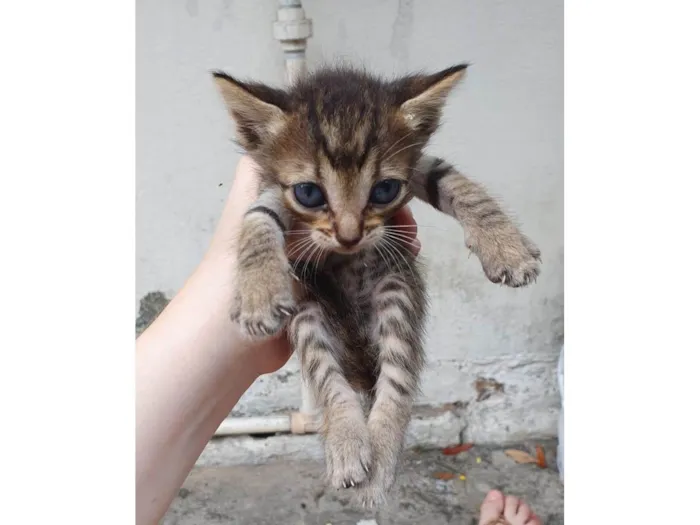 Gato ra a SRD-ViraLata idade 2 a 6 meses nome Ainda sem nomes 