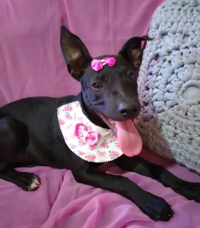Cachorro ra a SRD-ViraLata idade 2 a 6 meses nome Babalu 