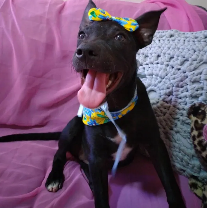 Cachorro ra a SRD-ViraLata idade 2 a 6 meses nome Babalu 