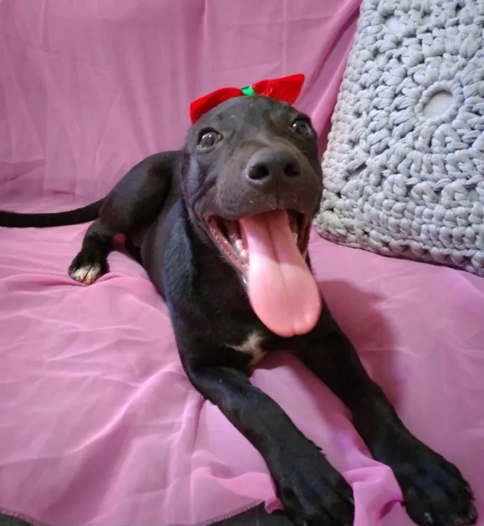 Cachorro ra a SRD-ViraLata idade 2 a 6 meses nome Babalu 