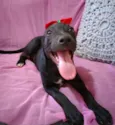 Babalu