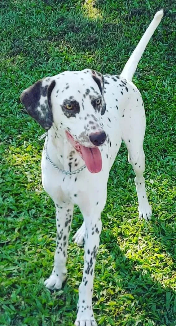 Cachorro ra a Dalmata idade 2 anos nome Jade e Teo