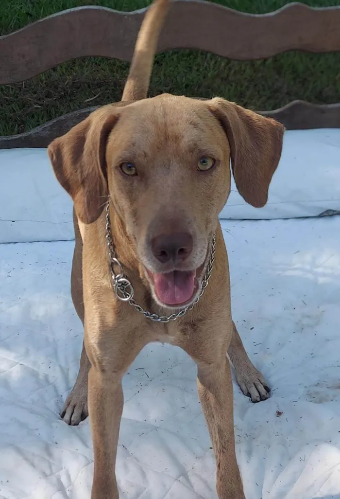 Cachorro ra a Dalmata idade 2 anos nome Jade e Teo