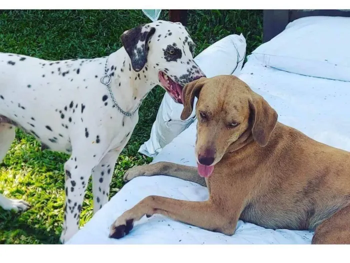 Cachorro ra a Dalmata idade 2 anos nome Jade e Teo