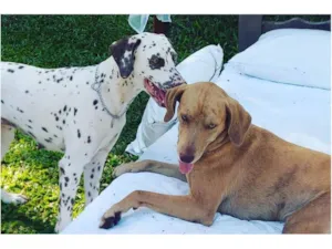 Cachorro raça Dalmata idade 2 anos nome Jade e Teo