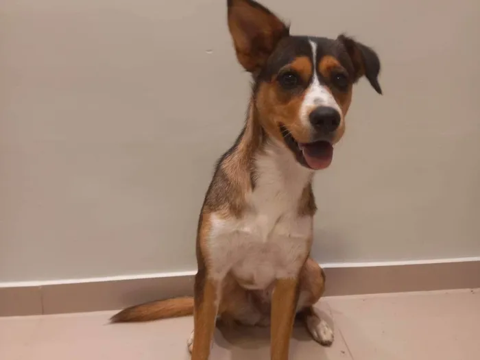 Cachorro ra a Husky + Salsicha idade 1 ano nome Safira