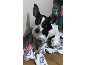 Cachorro raça Pinscher idade 1 ano nome Jupy