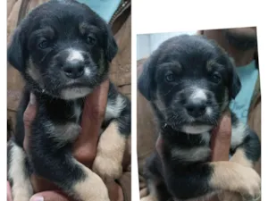 Cachorro raça SRD-ViraLata idade Abaixo de 2 meses nome Jhon