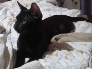 Gato raça SRD-ViraLata idade 2 a 6 meses nome Amom ra