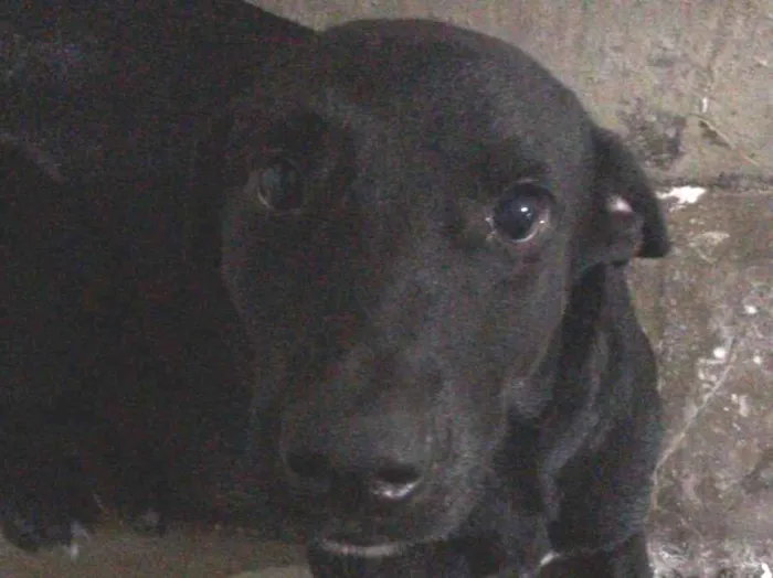 Cachorro ra a Labrado raciado  idade 2 anos nome Thor 