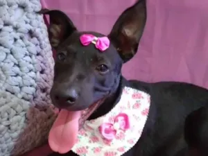 Cachorro raça SRD-ViraLata idade 2 a 6 meses nome Babalu 