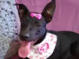 Babalu