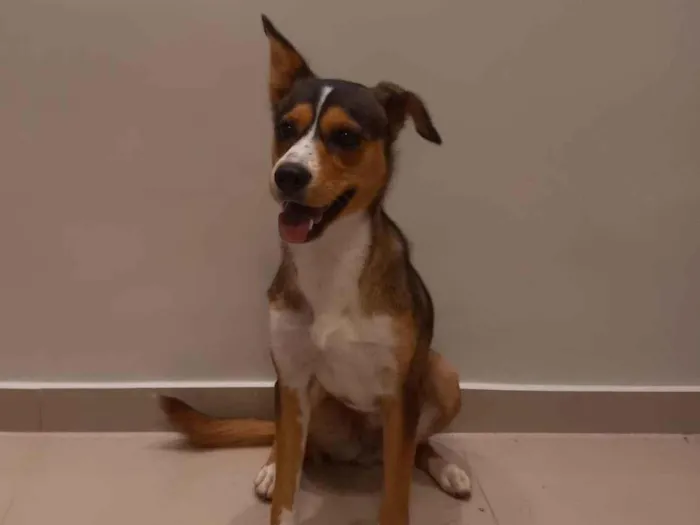 Cachorro ra a Husky + Salsicha idade 1 ano nome Safira