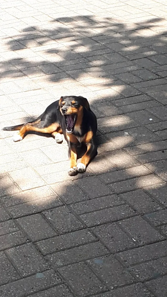 Cachorro ra a SRD-ViraLata idade 1 ano nome Dalila