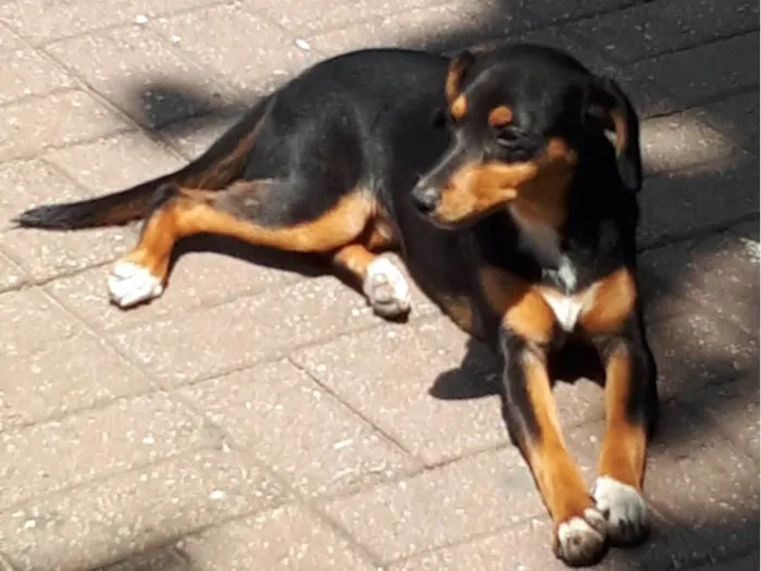 Cachorro ra a SRD-ViraLata idade 1 ano nome Dalila