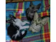 3 irmãozinhos sem nome 