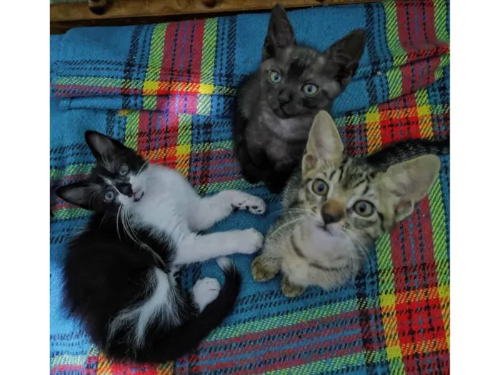 Gato ra a SRD-ViraLata idade Abaixo de 2 meses nome 3 irmãozinhos sem nome 