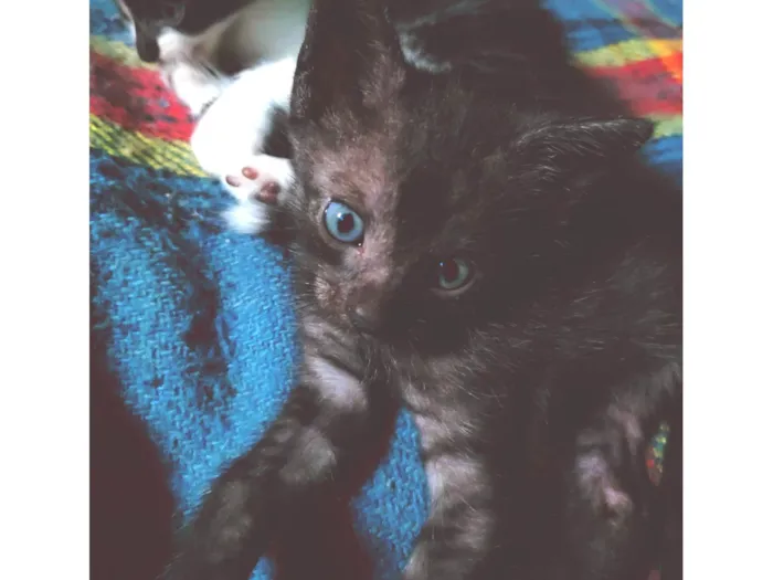 Gato ra a SRD-ViraLata idade Abaixo de 2 meses nome 3 irmãozinhos sem nome 