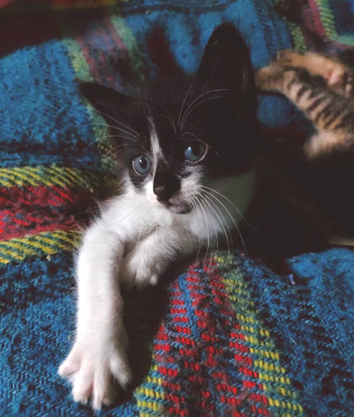 Gato ra a SRD-ViraLata idade Abaixo de 2 meses nome 3 irmãozinhos sem nome 