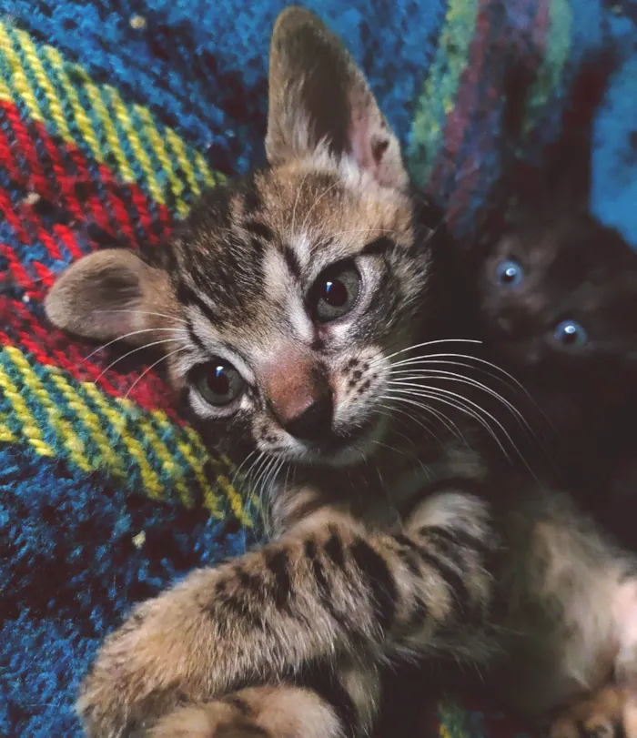 Gato ra a SRD-ViraLata idade Abaixo de 2 meses nome 3 irmãozinhos sem nome 