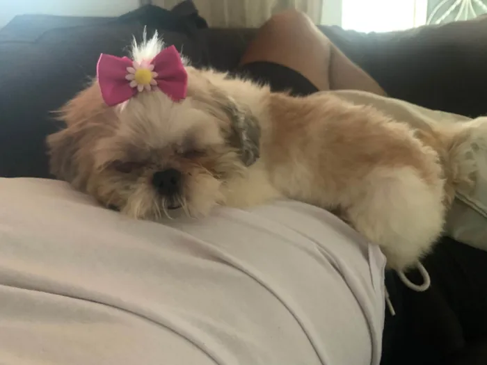 Cachorro raça Shitzu idade 2 anos nome Mel
