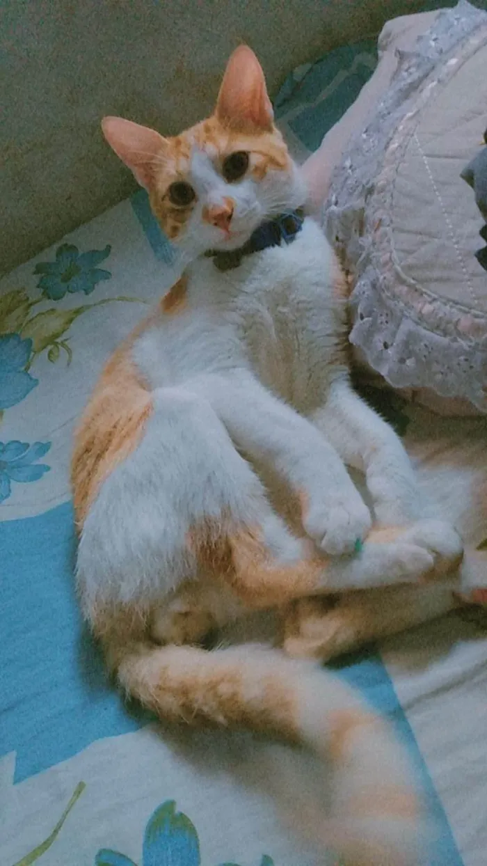 Gato ra a SRD-ViraLata idade Abaixo de 2 meses nome Shano