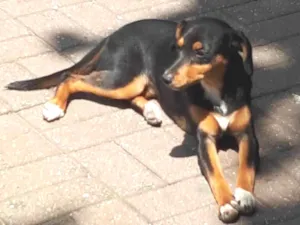 Cachorro raça SRD-ViraLata idade 1 ano nome Dalila