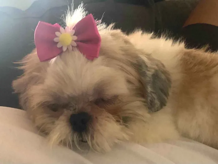 Cachorro raça Shitzu idade 2 anos nome Mel
