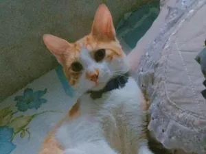 Gato raça SRD-ViraLata idade Abaixo de 2 meses nome Shano