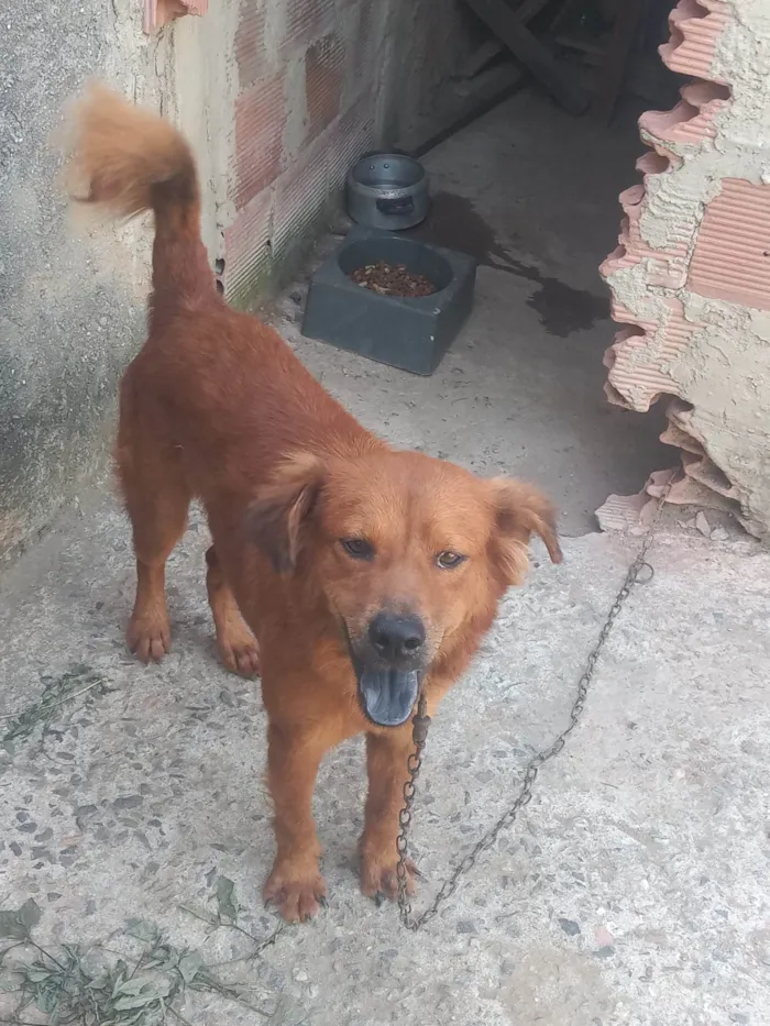 Cachorro ra a Chow Chow com vira lata idade 2 anos nome Bradoc