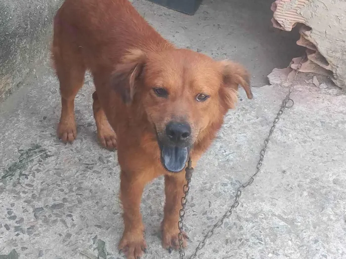 Cachorro ra a Chow Chow com vira lata idade 2 anos nome Bradoc