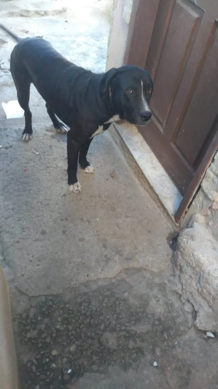 Cachorro ra a SRD idade 2 anos nome Zeus