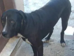 Cachorro raça SRD idade 2 anos nome Zeus