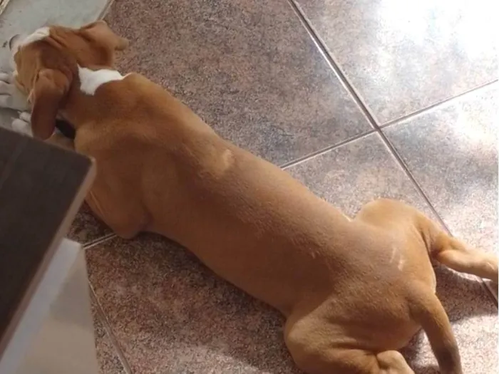 Cachorro ra a Pitbull com Vira-lata idade 2 a 6 meses nome Apollo