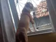 Apollo